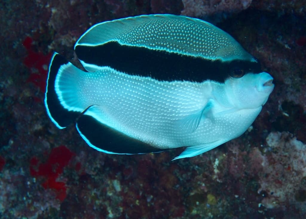 Bandit Angelfish in a marine aquarium