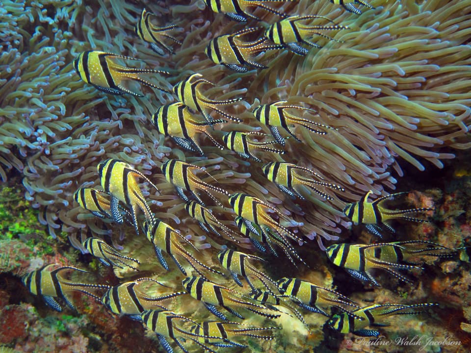 Banggai Cardinalfish with distinctive stripes