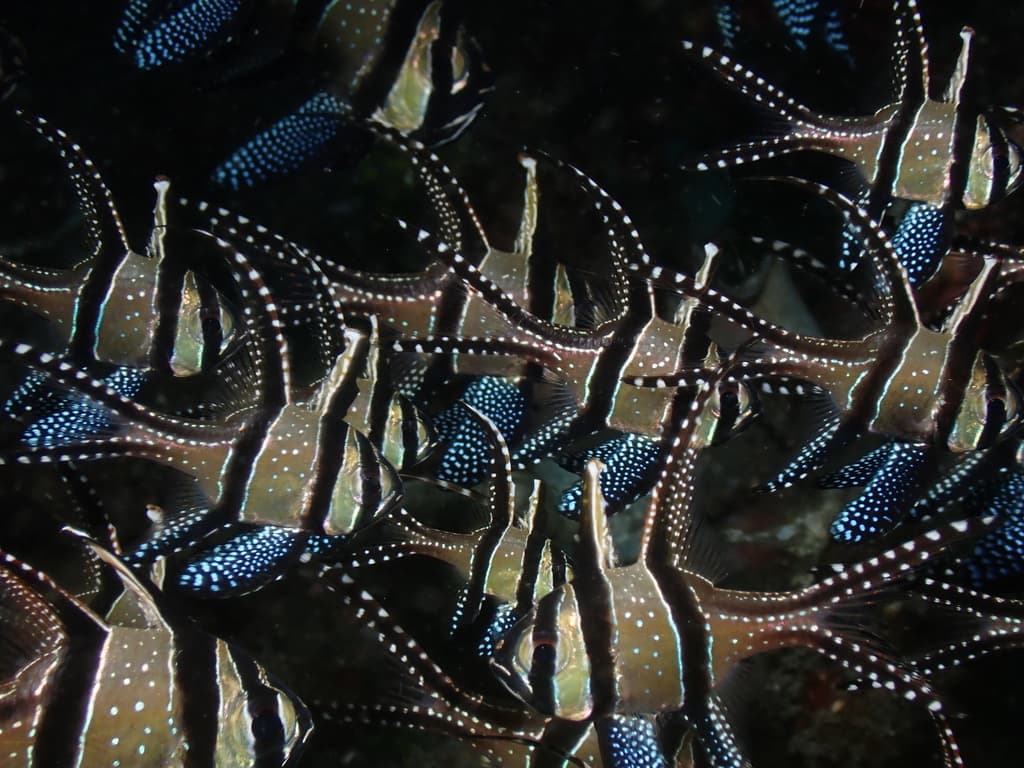 Banggai Cardinalfish pair
