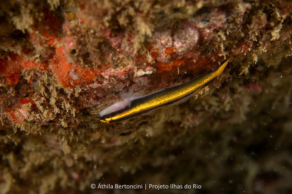 Barber Goby in a marine aquarium