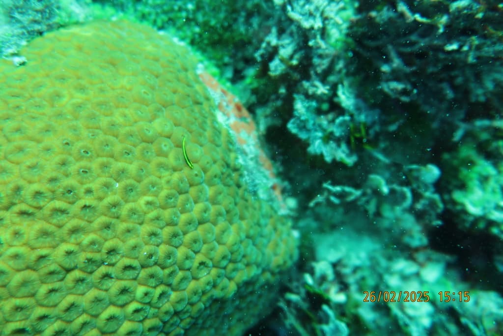 Barber Goby in a marine aquarium