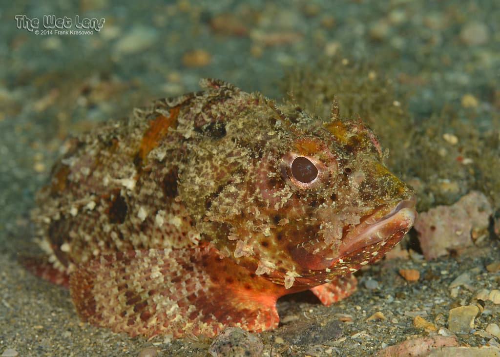 Barbfish in a marine aquarium