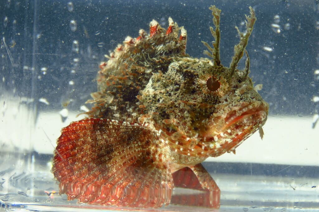 Barbfish in a marine aquarium