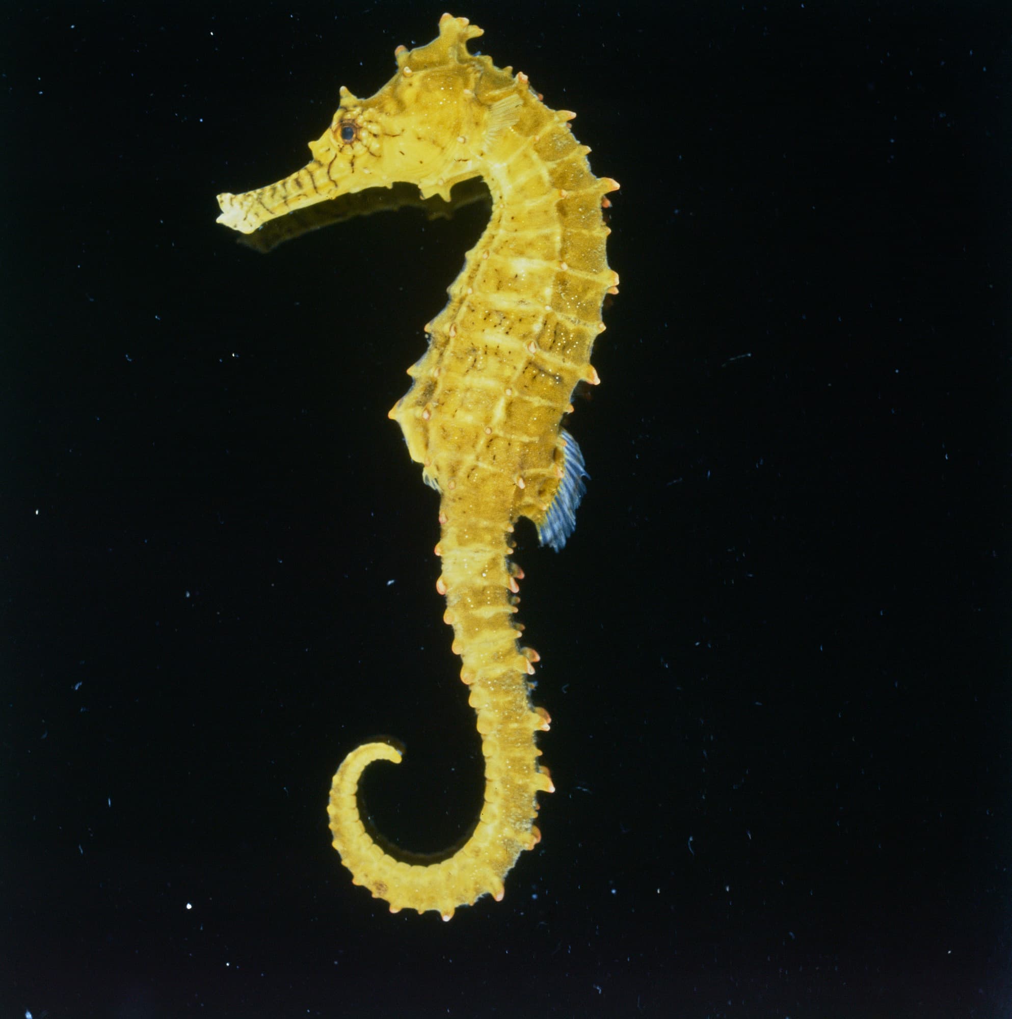 Barbour's Seahorse in a marine aquarium