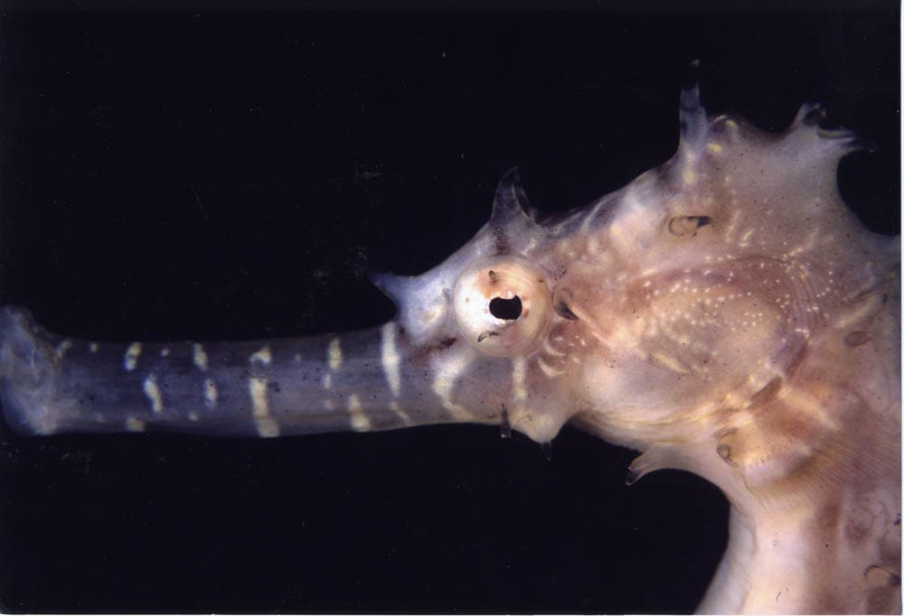 Barbour's Seahorse in a marine aquarium