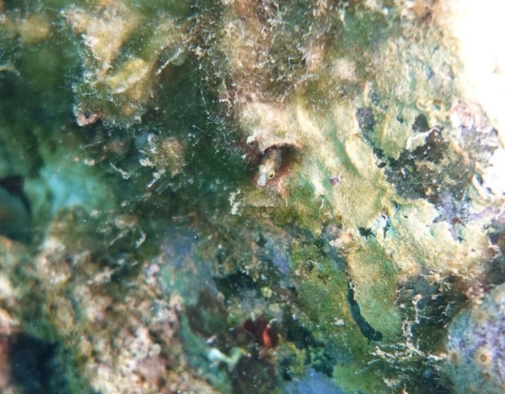 Barnacle Blenny in a marine aquarium