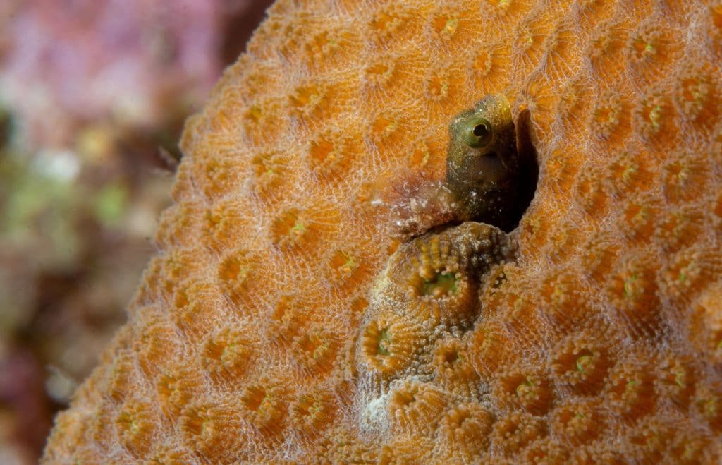 Barnacle Blenny in a marine aquarium