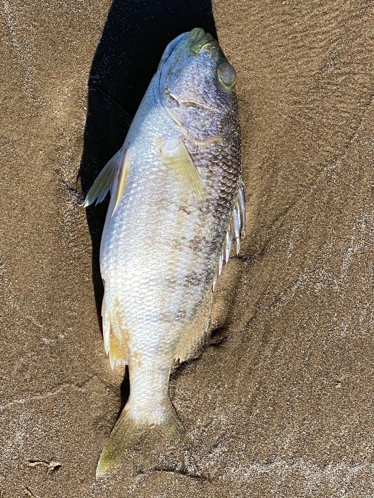 Barred Grunt in a marine aquarium