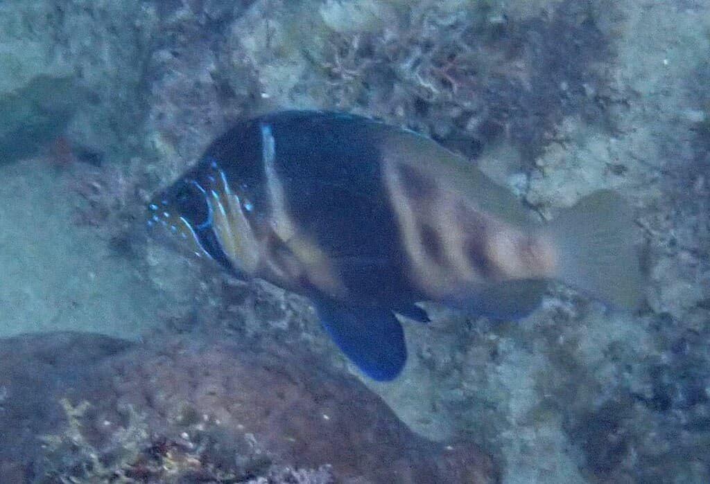 Barred Hamlet in a marine aquarium
