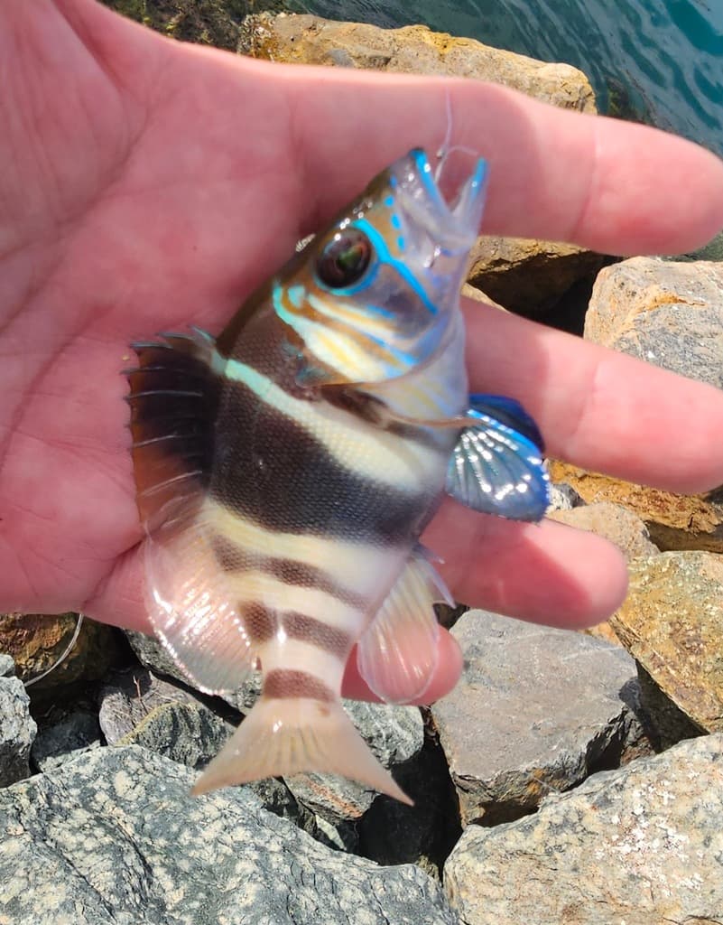 Barred Hamlet in a marine aquarium