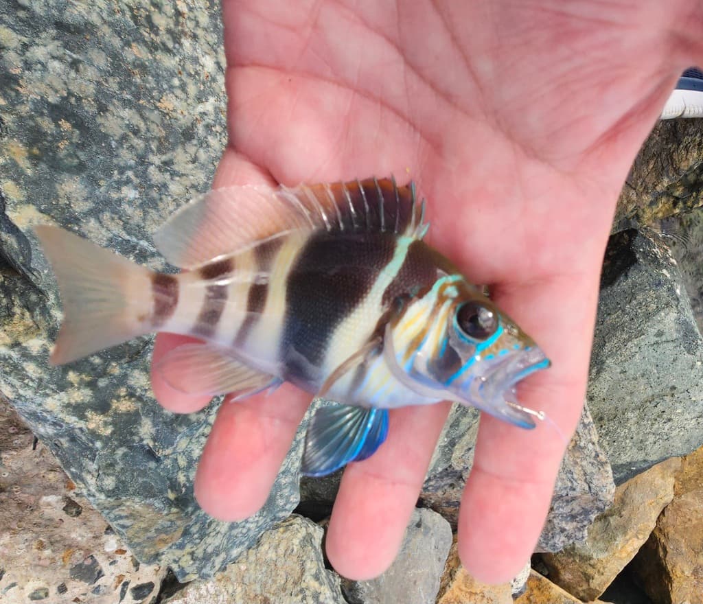 Barred Hamlet in a marine aquarium