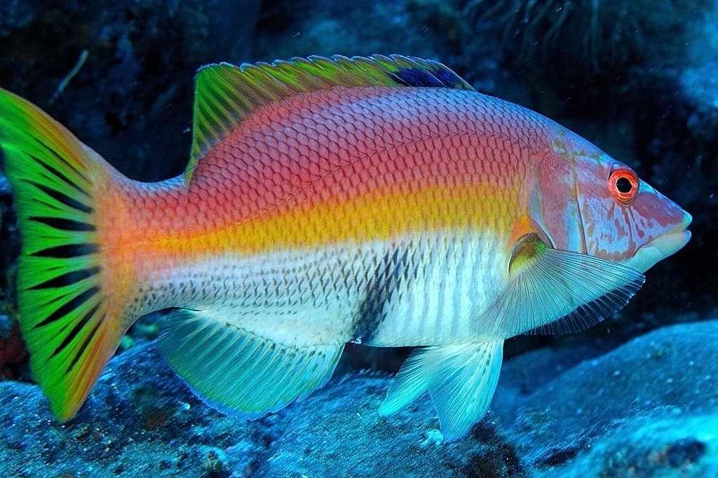 Barred Hogfish in a marine aquarium