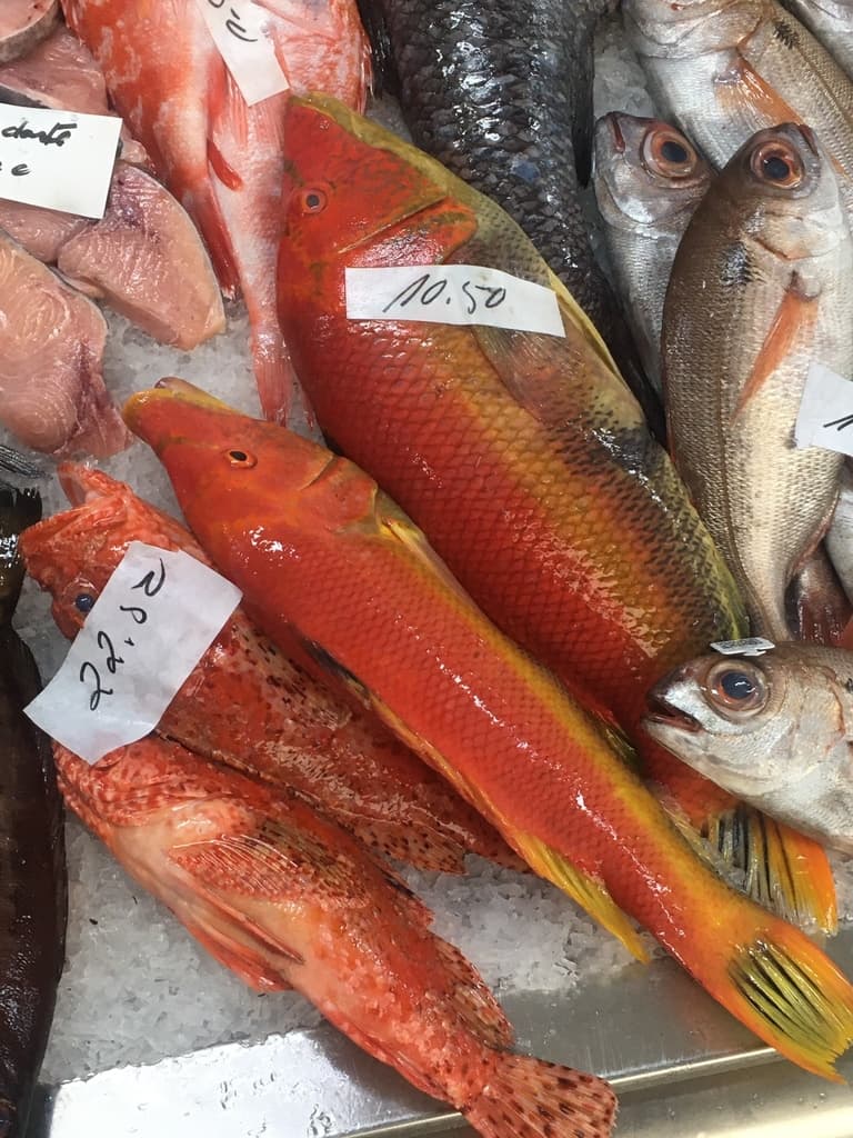 Barred Hogfish in a marine aquarium