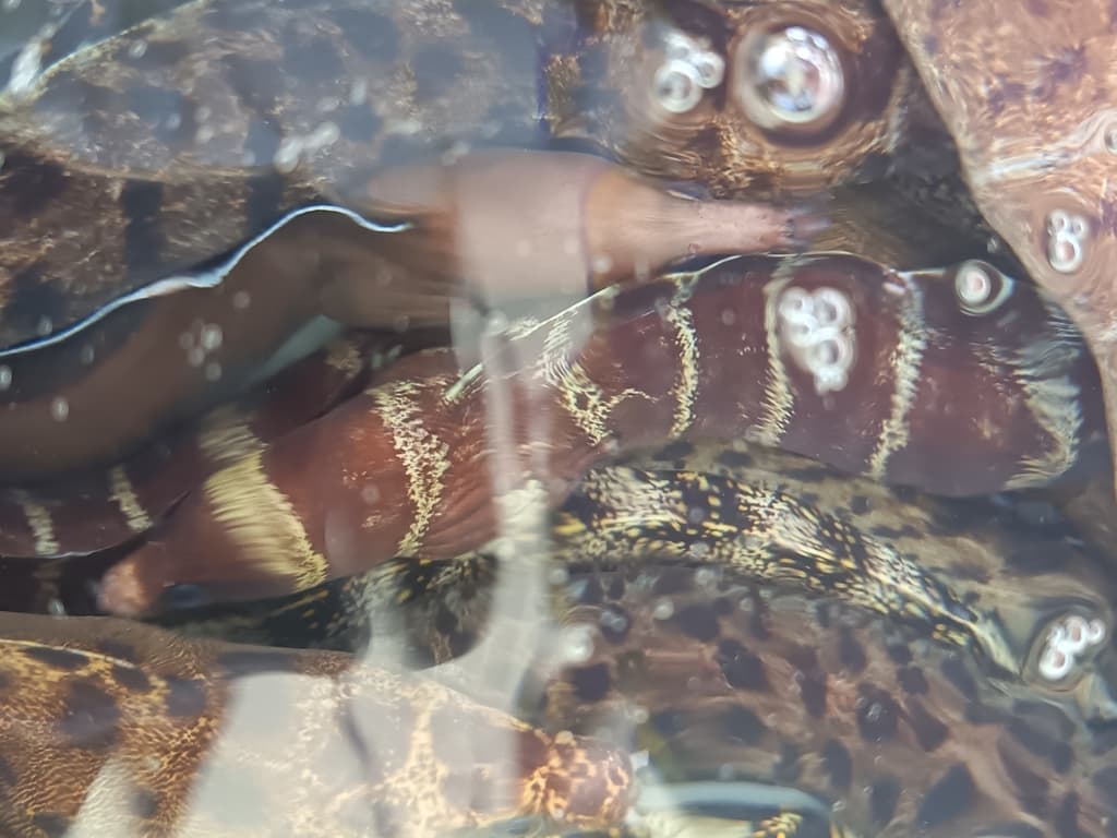 Barred Moray in a marine aquarium