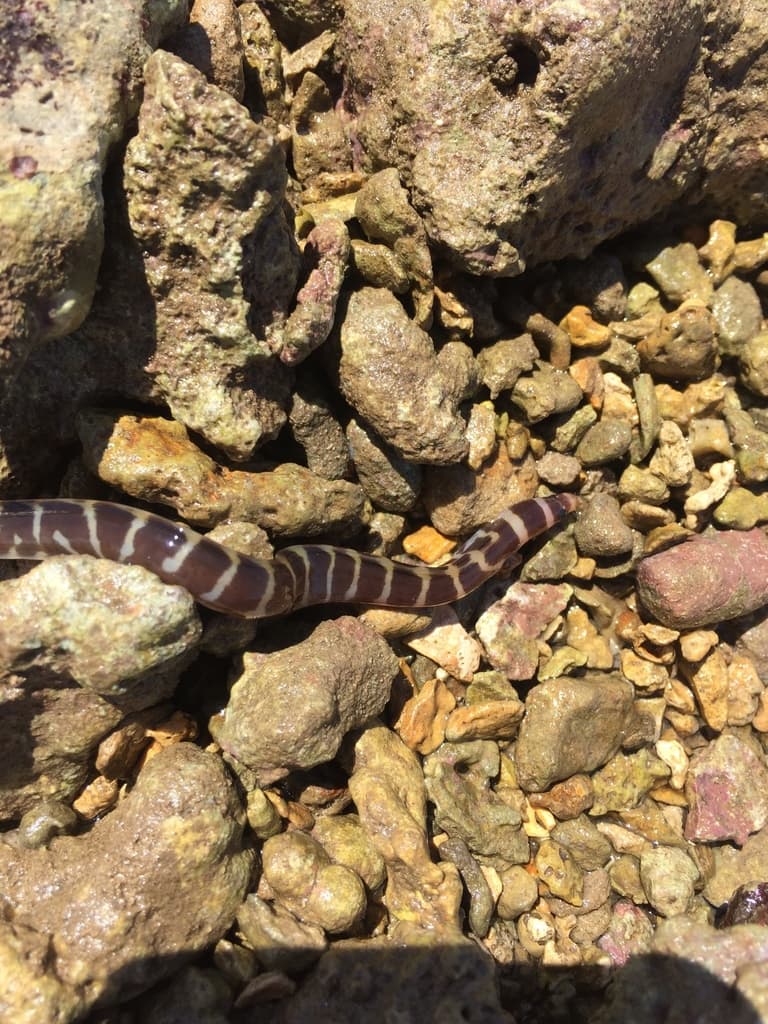 Barred Moray in a marine aquarium