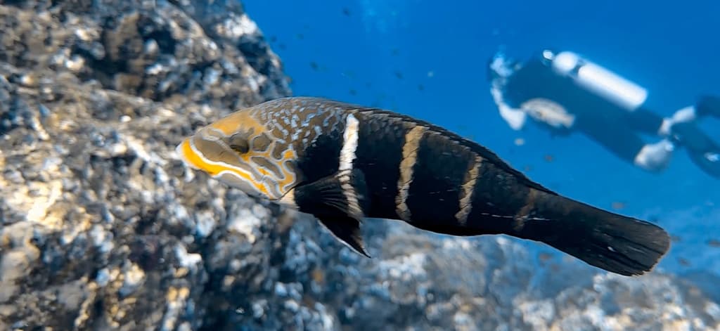 Barred Thicklip Wrasse in a marine aquarium