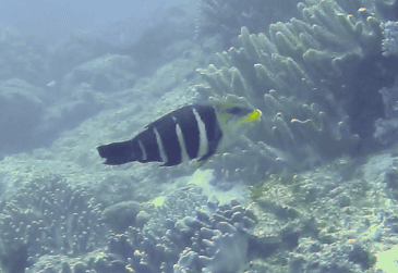 Barred Thicklip Wrasse in a marine aquarium