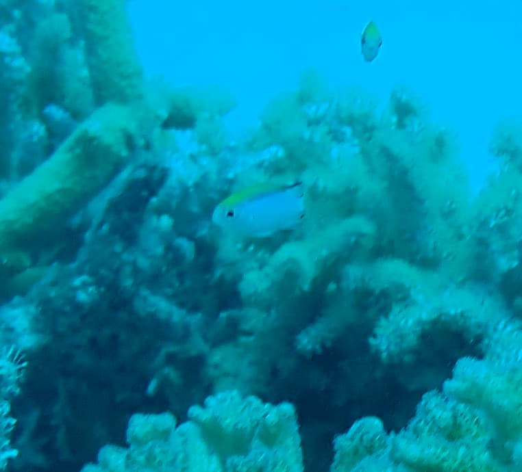 Barrier Reef Chromis in a marine aquarium