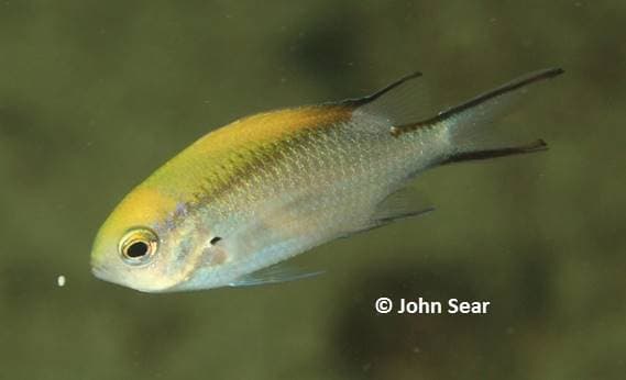 Barrier Reef Chromis in a marine aquarium