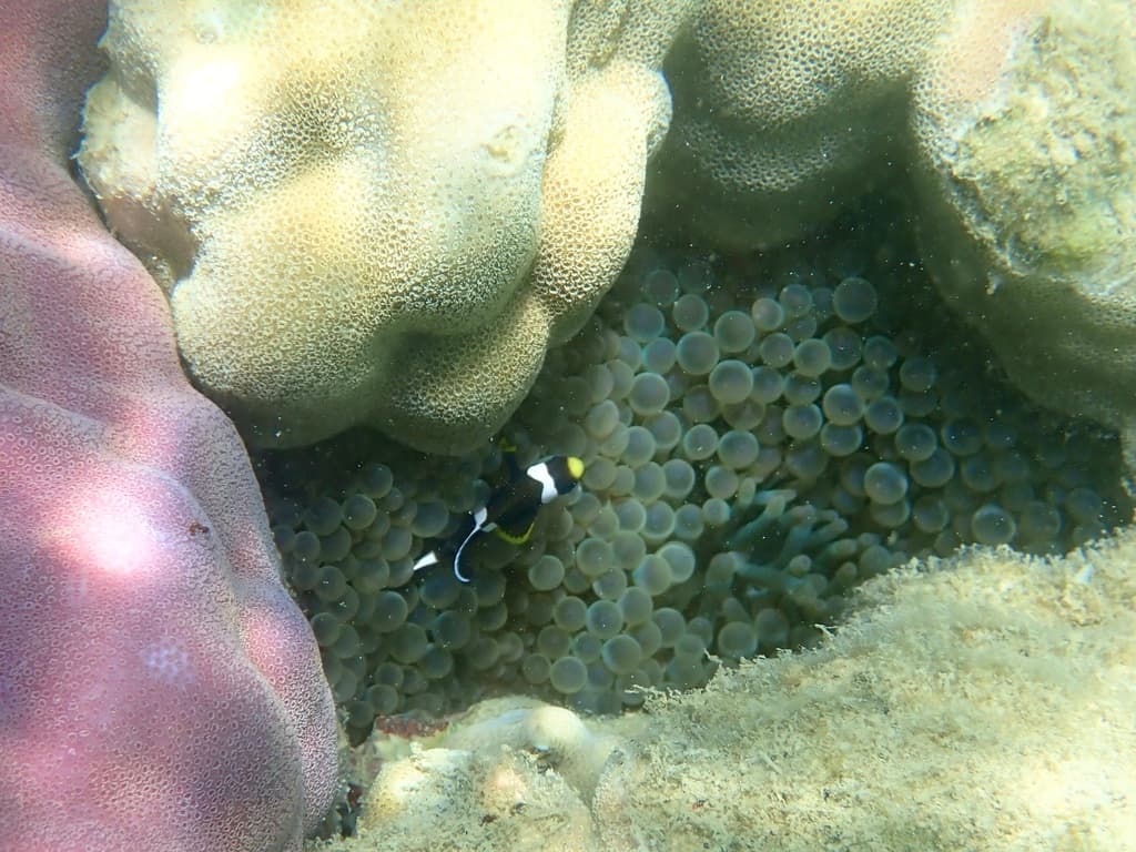 Barrier Reef Clownfish in a marine aquarium