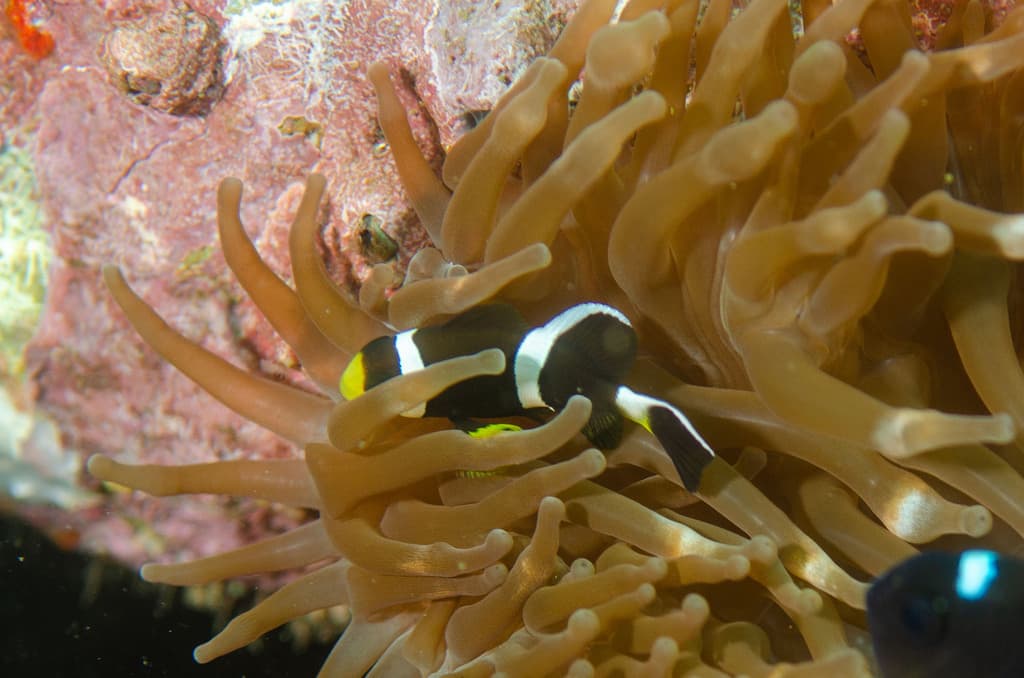 Barrier Reef Clownfish in a marine aquarium