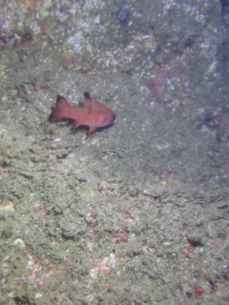 Barspot Cardinalfish in a marine aquarium