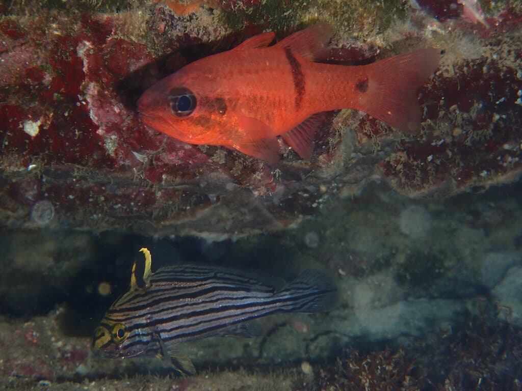 Barspot Cardinalfish in a marine aquarium