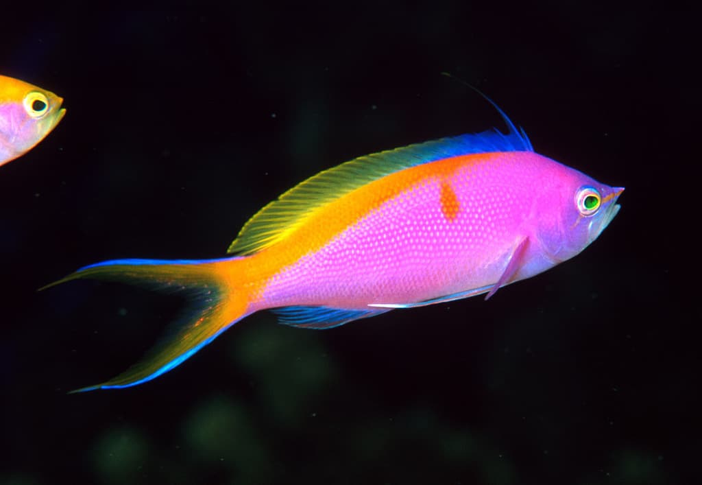 Bartlett's Anthias showing pink and yellow