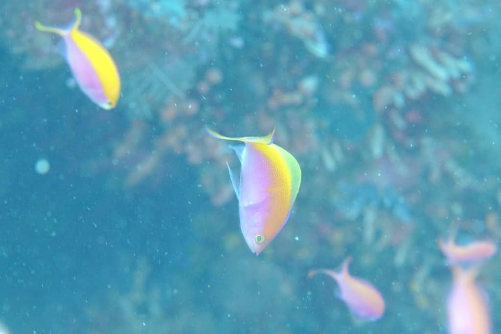 Bartlett's Anthias in school