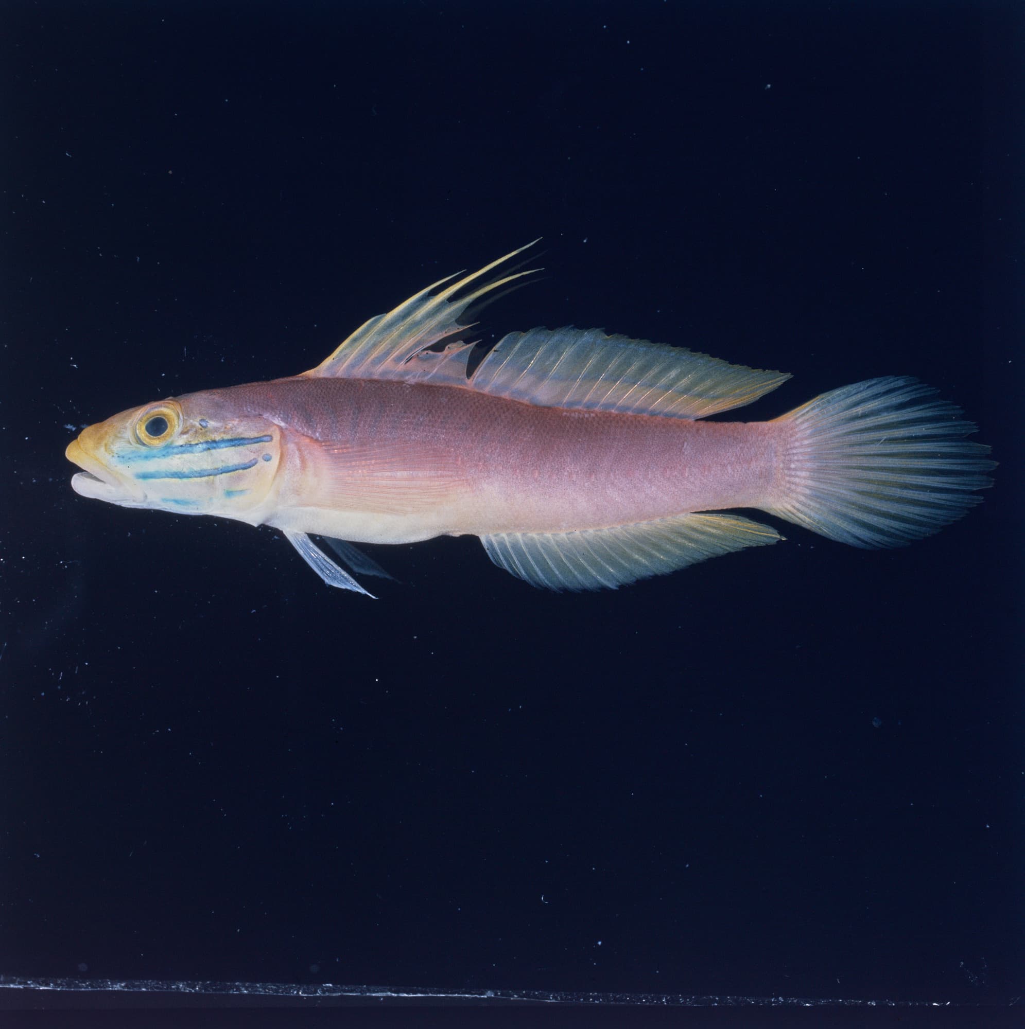 Bella Goby in a marine aquarium