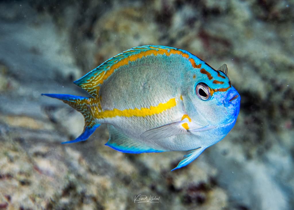 Bellus Angelfish in a marine aquarium