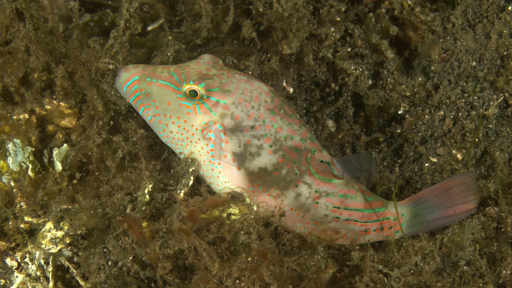 Bennett Toby in a marine aquarium