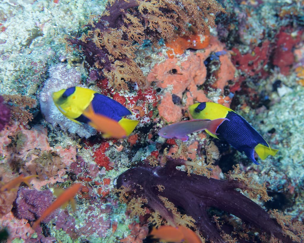 Bicolor Angelfish in a marine aquarium