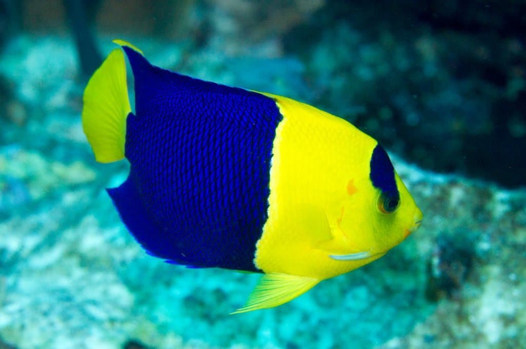 Bicolor Angelfish in a marine aquarium