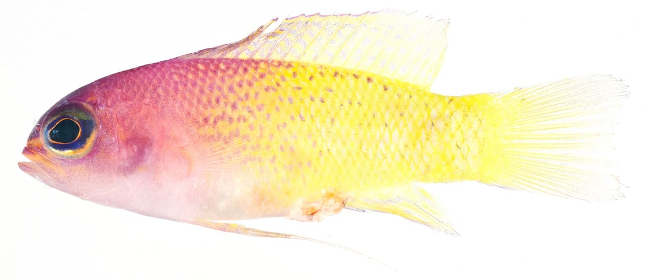 Bicolor Basslet in a marine aquarium