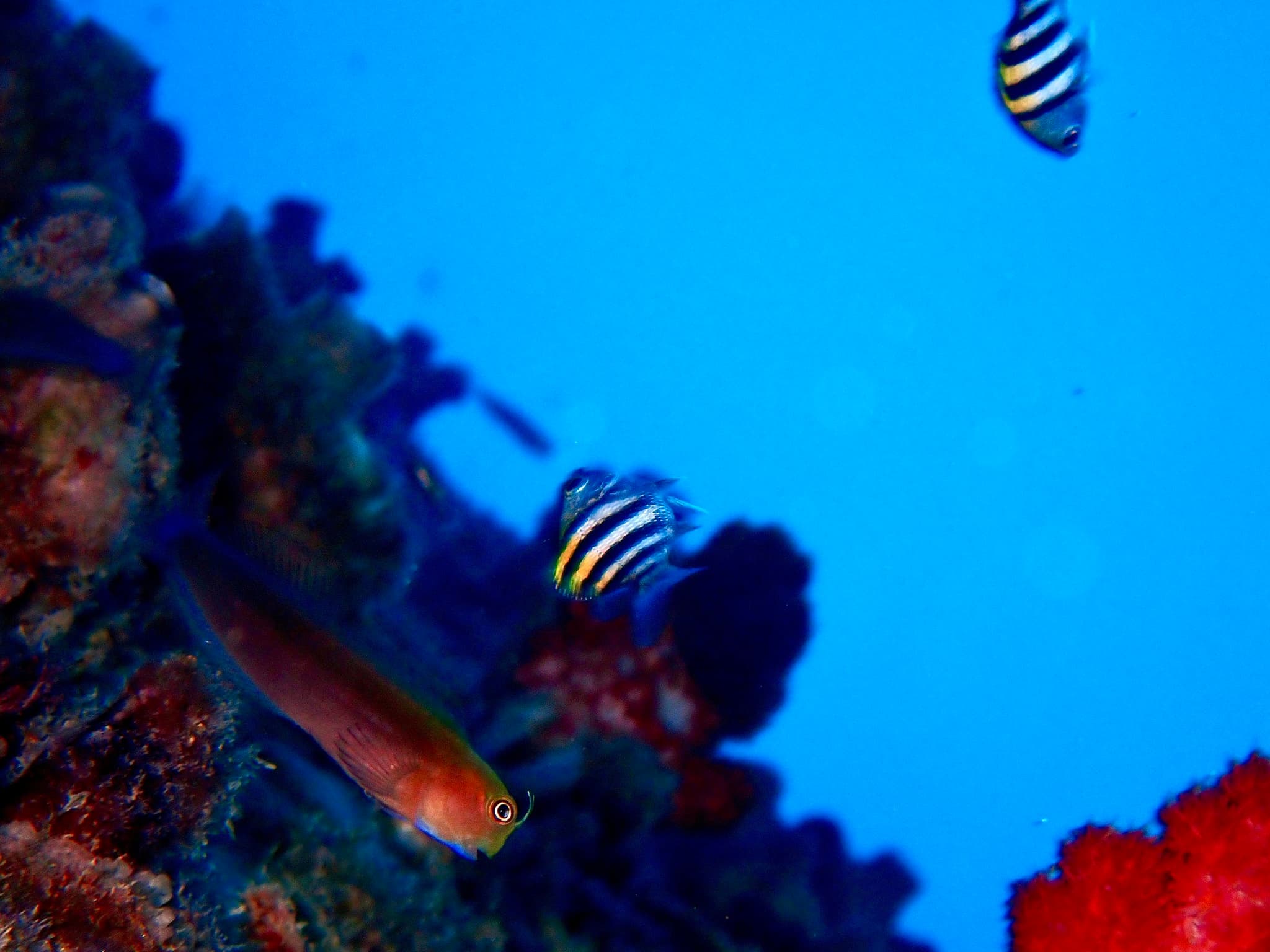 Bicolor Blenny in a marine aquarium