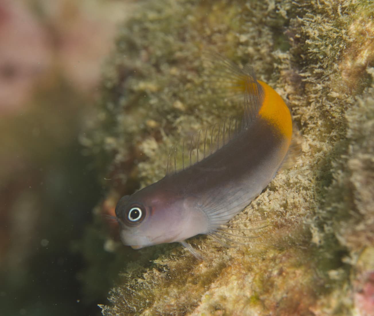 Bicolor Blenny in a marine aquarium