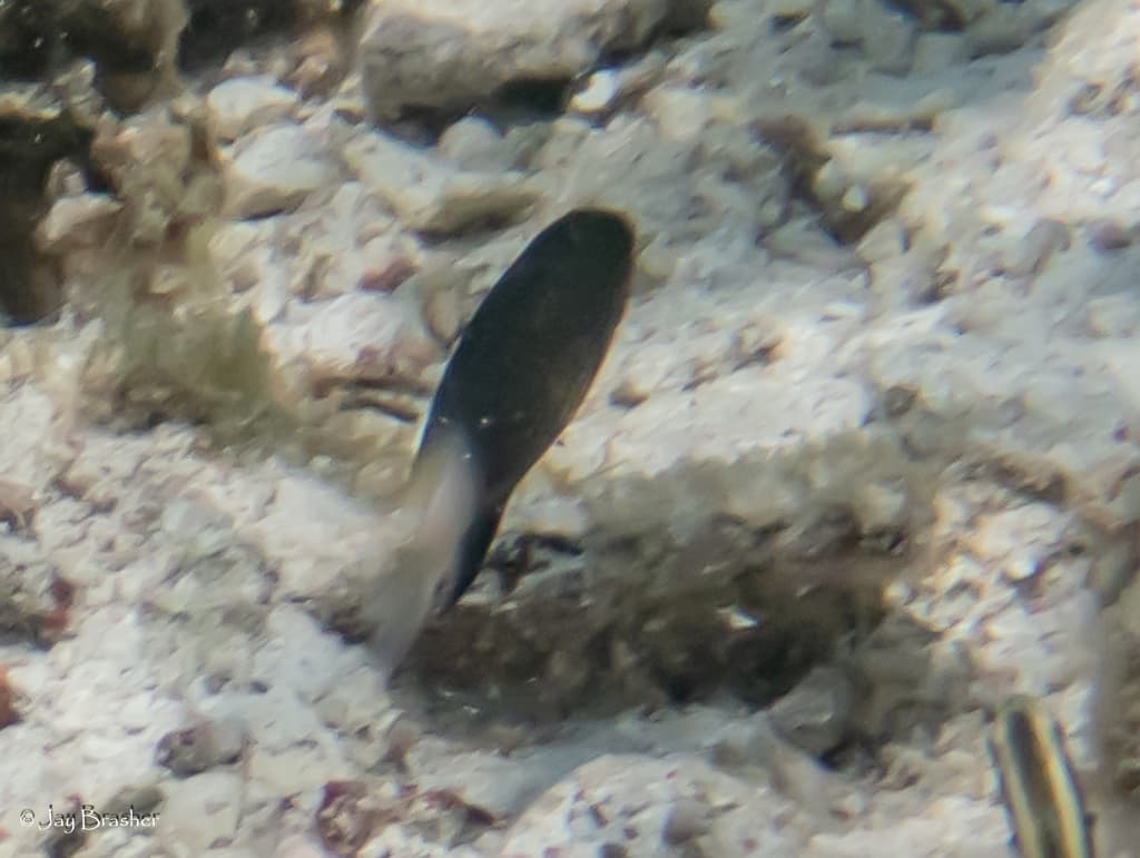 Bicolor Damselfish in a marine aquarium