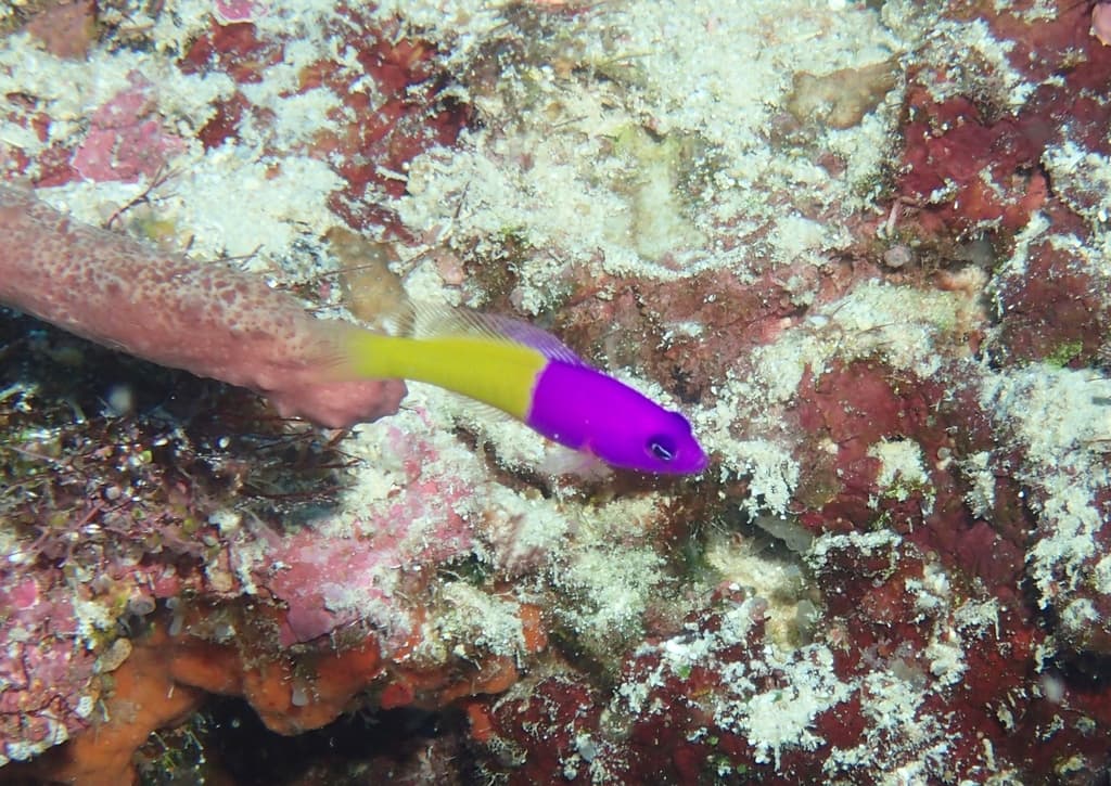 Bicolor Dottyback in a marine aquarium