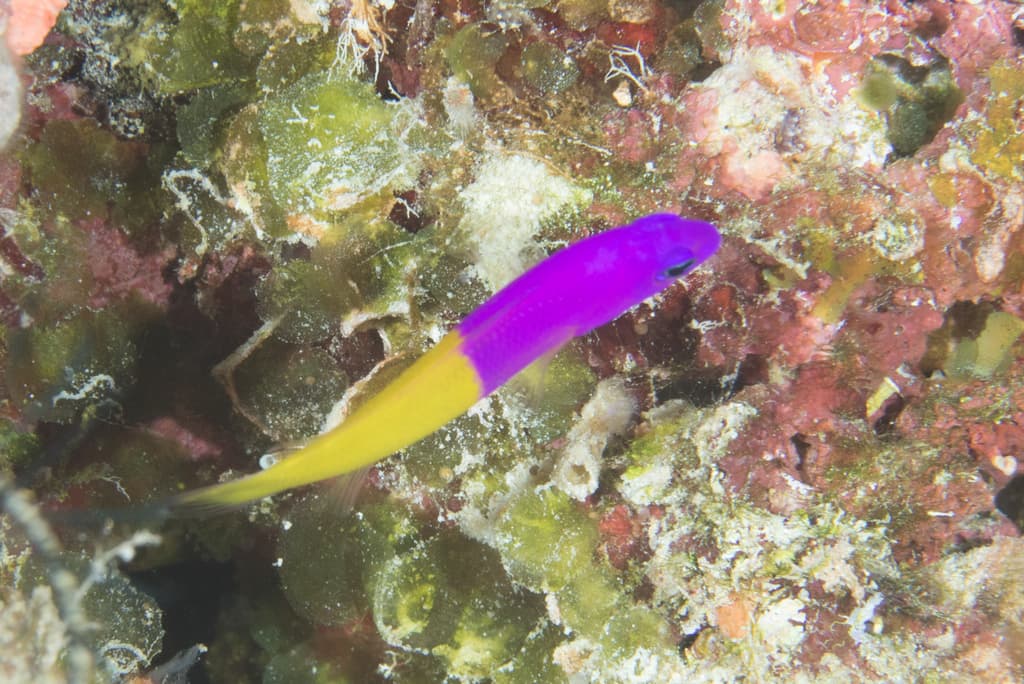 Bicolor Dottyback in a marine aquarium