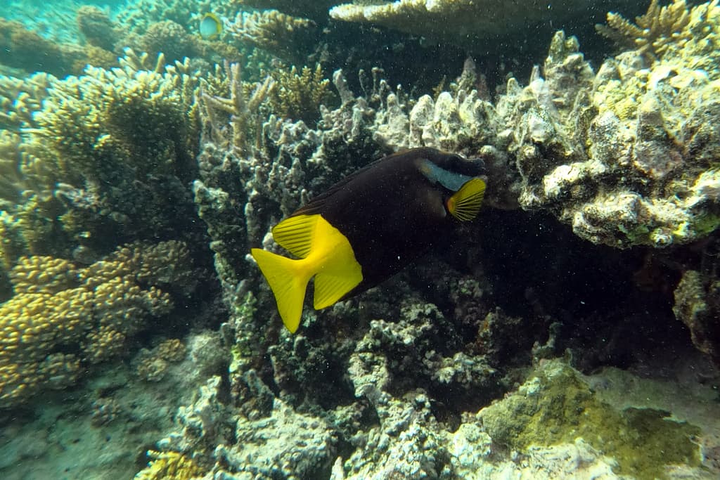 Bicolor Foxface in a marine aquarium
