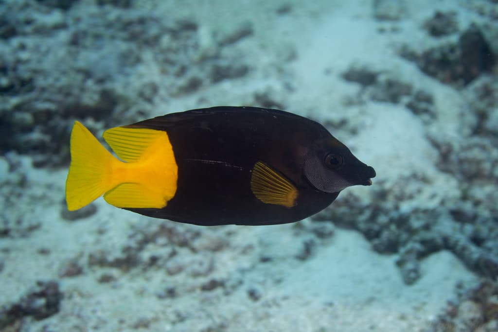 Bicolor Foxface in a marine aquarium