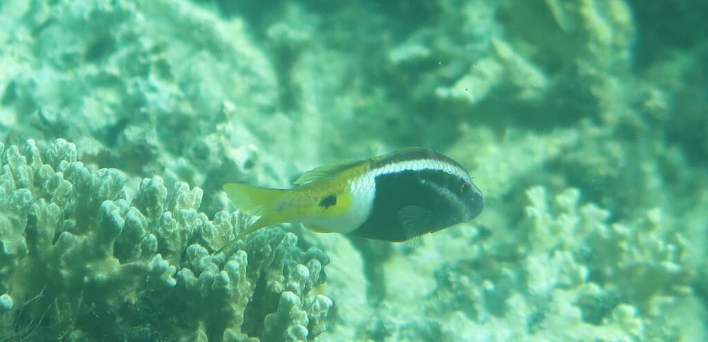 Bicolor Goatfish in a marine aquarium