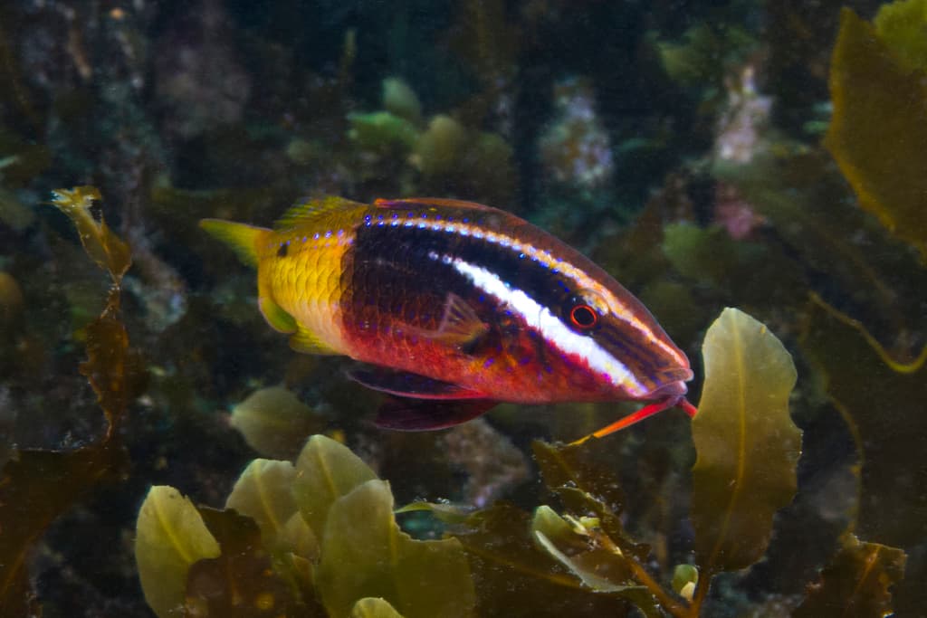 Bicolor Goatfish in a marine aquarium
