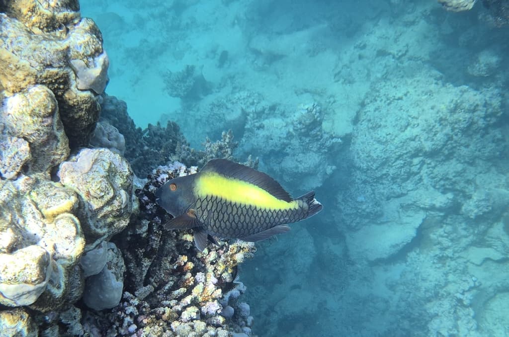 Bicolor Parrotfish in a marine aquarium
