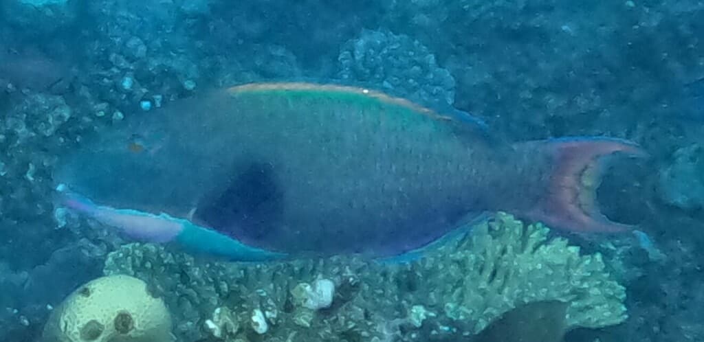 Bicolor Parrotfish in a marine aquarium