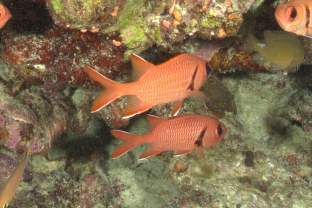 Big Eye Soldierfish in a marine aquarium