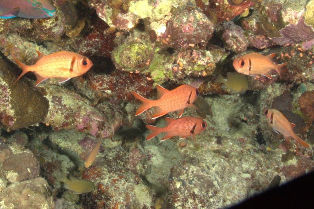 Big Eye Soldierfish in a marine aquarium