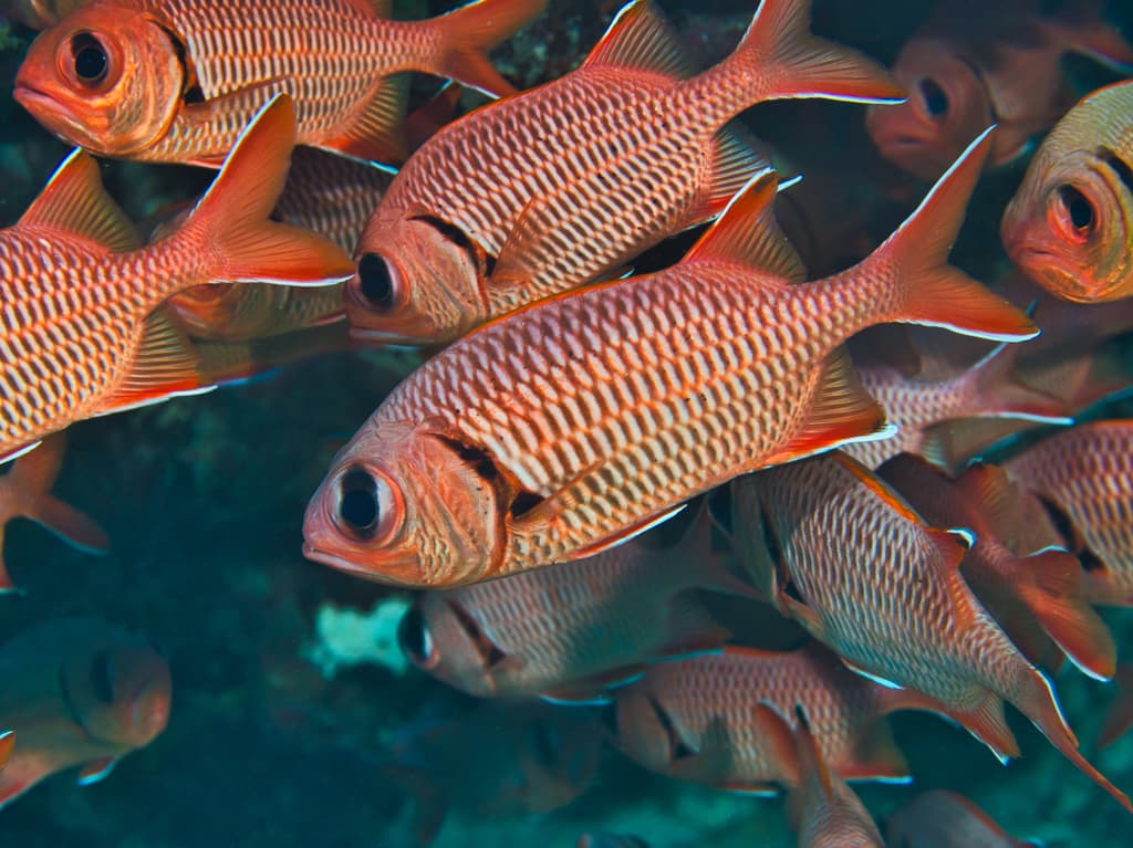 Big Eye Soldierfish displaying red coloration and large eyes in a marine aquarium