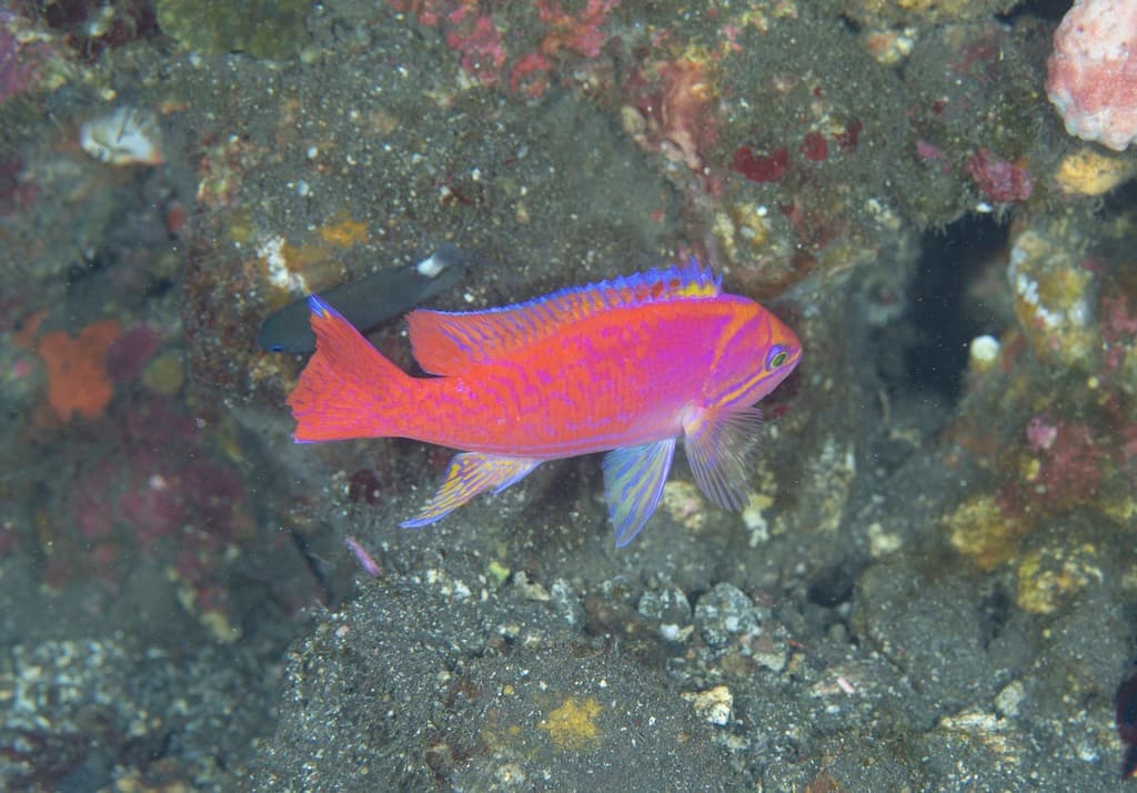 Bimaculatus Anthias in a marine aquarium